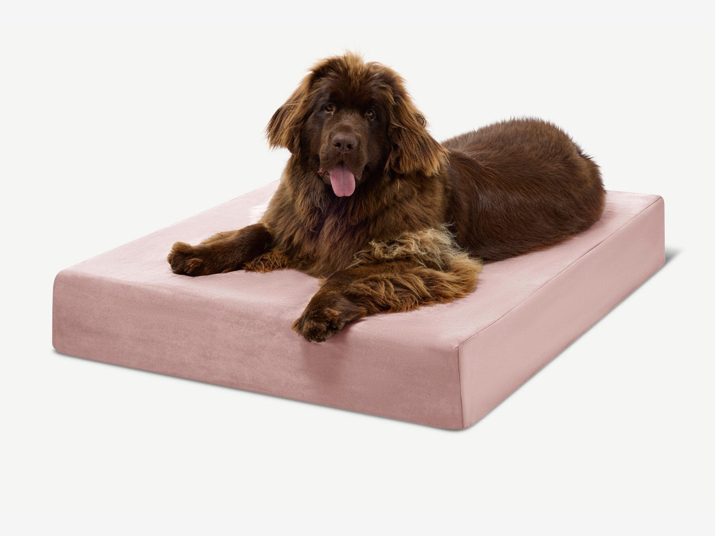 Cover | Original Bed — Limited Edition Colors
